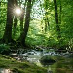 The Unexpected Power of Forest Bathing: Nature’s Secret Path to Wellbeing